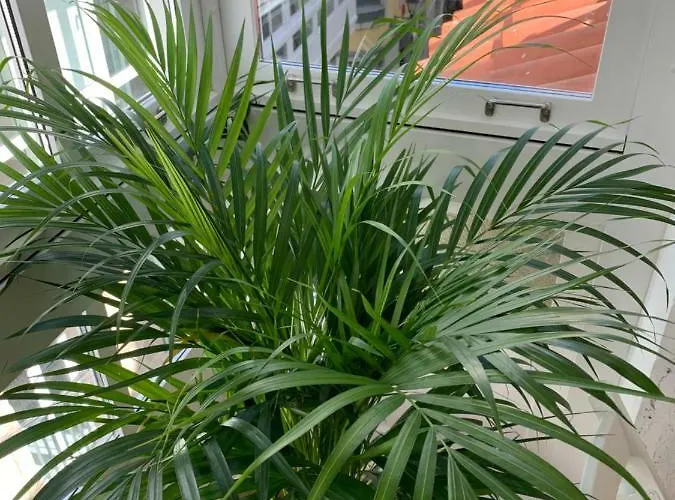 Oktheway Coruna Historic Center Apartment A Coruna