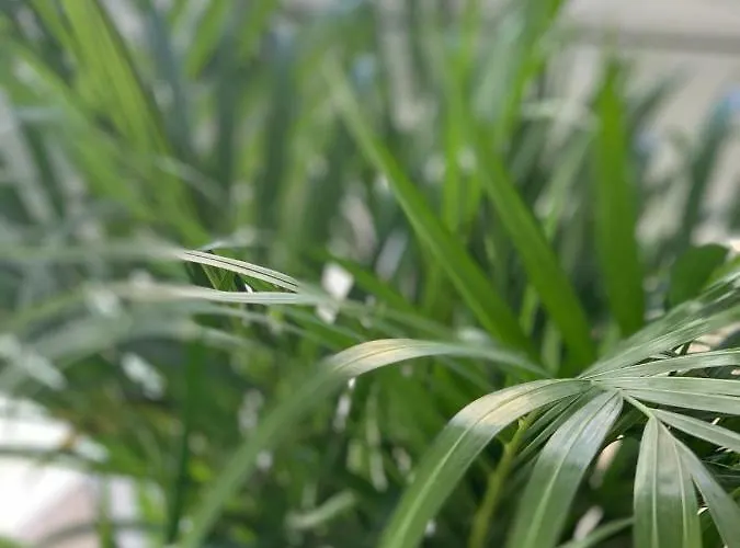 Oktheway Coruna Historic Center Apartment